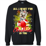 All I Want For Christmas Is You Yorkie Yorkshire Terrier